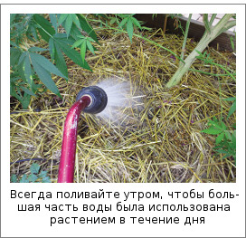 Всегда поливайте утром, чтобы большая часть воды была использована растением в течение дня