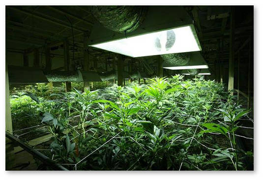 rasstoyanie-do-lampy-dnat