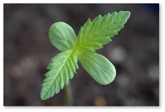 vskhozhest-semyan-konopli