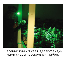 Зеленый или УФ свет делают видимыми следы насекомых и грибок