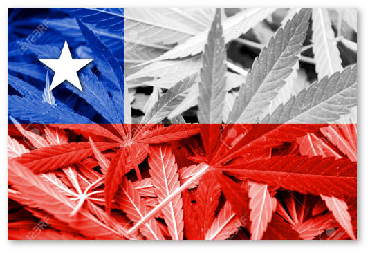 chili-medicinskaya-marihuana