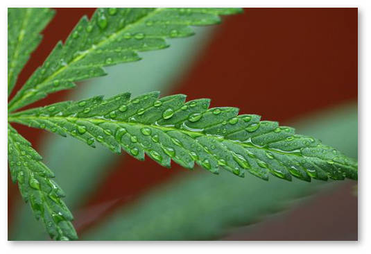 legalizaciya-marihuany-i-turizm-v-kolorado