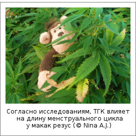 Согласно исследованиям, ТГК влияет на длину менструального цикла у макак резус (© Nina A.J.)