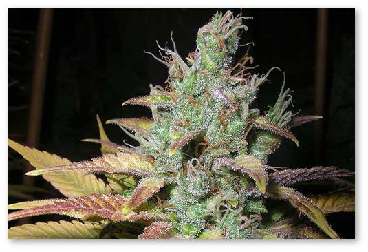 pochemu-zhelteet-kanabis