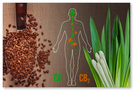 rastenie-pohozhee-na-konoplyu-po-ehffektu