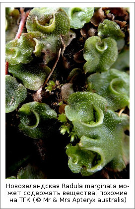 Новозеландская Radula marginata может содержать вещества, похожие на ТГК (© Mr & Mrs Apteryx australis)