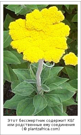 Этот бессмертник содержит КБГ или родственные ему соединения (© plantzafrica.com)