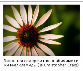 Эхинацея содержит каннабимиметики N-алкиамиды (© Christopher Craig)