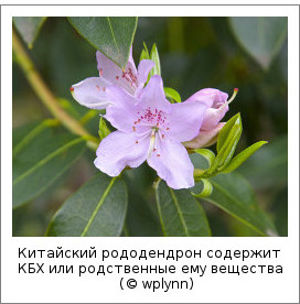 Китайский рододендрон содержит КБХ или родственные ему вещества (© wplynn)