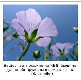 Вещества, похожие на КБД, были недавно обнаружены в семенах льна (© xia.aike)