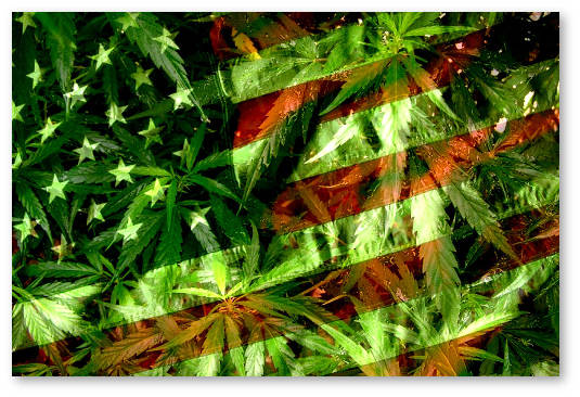 reforma-zakonov-o-konople-v-ssha