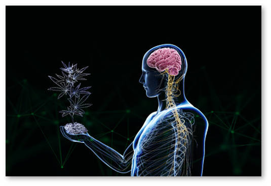 vliyanie marihuany na mozg