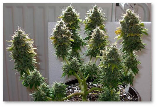 cvetushchaya-konoplya