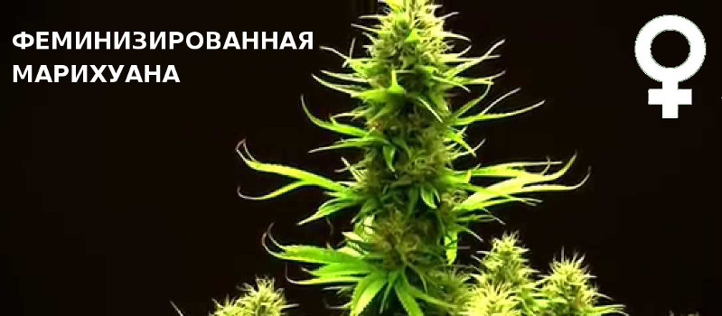 feminizirovannye semena konopli