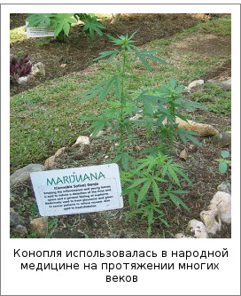 Конопля использовалась в народной медицине на протяжении многих веков