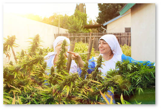 konoplyanye sestry 01 16