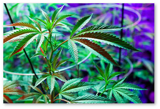 prigotovlenie rastvora udobrenij