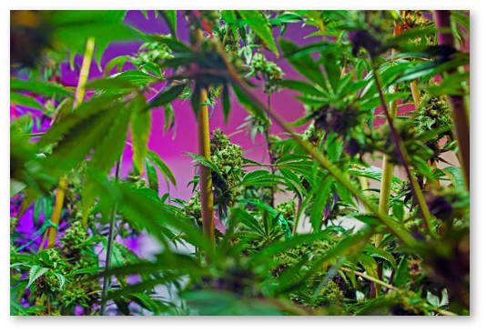 regulyatory rosta konopli