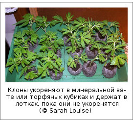 Клоны укореняют в минеральной вате или торфяных кубиках и держат в лотках, пока они не укоренятся (© Sarah Louise)