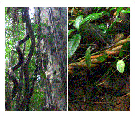 1455280387 ayahuasca1