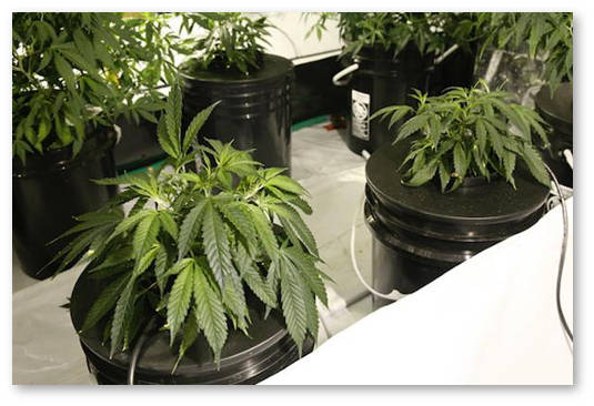 konople trebuetsya poliv