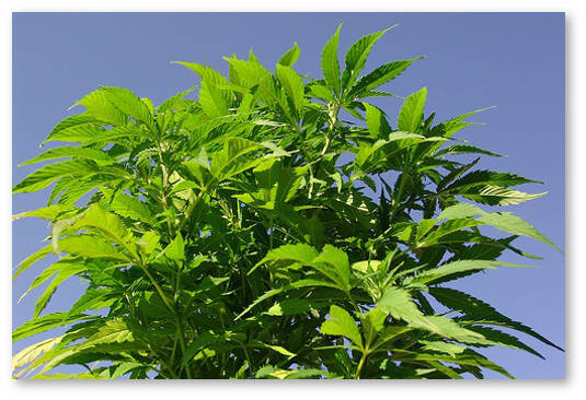 konoplya ochishchaet pochvu