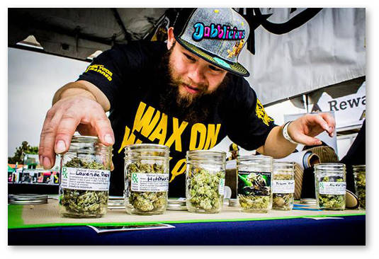 kubok kanabisa v kalifornii