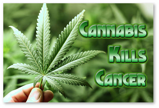 sinteticheskij analog konopli dronabinol ubivaet rak