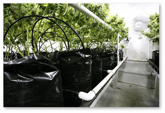 voda dlya poliva konopli