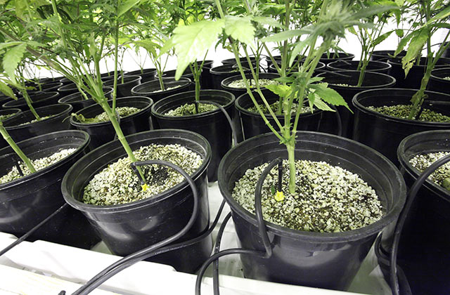 Перлит делает грунт для конопли более рыхлым и помогает удерживать влагу