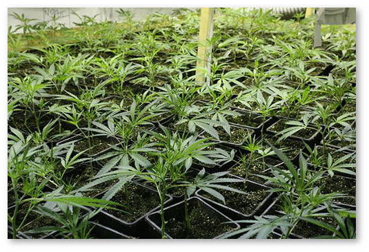 zemlya dlya vyrashchivaniya konopli