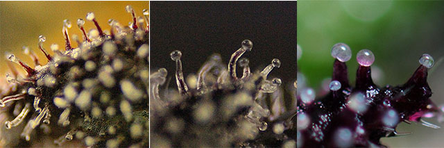 antociany v trihomah konopli