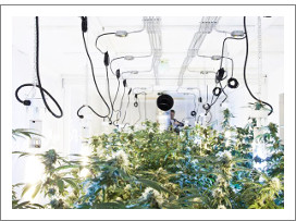 chistota zalog uspeshnogo grova