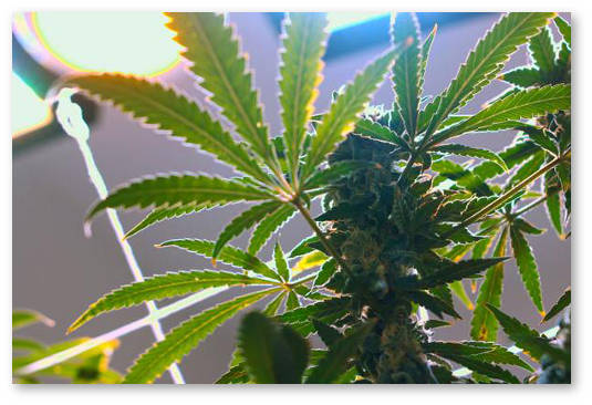 kak svet vliyaet na urozhajnost konopli