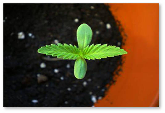 kakaya lampa dlya rostkov konopli