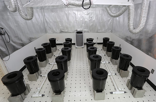 konoplya na gidroponike 1