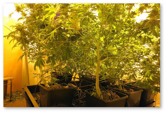 konoplya v finlyandii