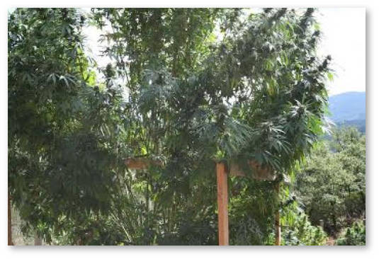 obrezka konopli na ehtape cveteniya 1