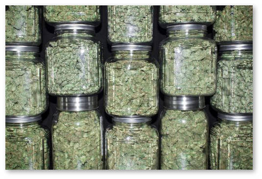 obsuzhdaetsya legalizaciya marihuany v shtate michigan