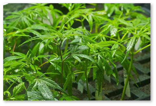 ph rastvora dlya marihuany