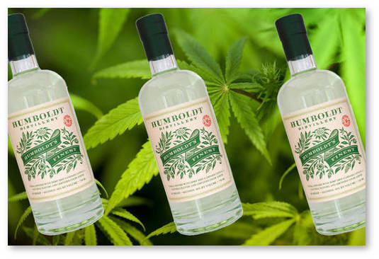 vodka nastoyannaya na konople