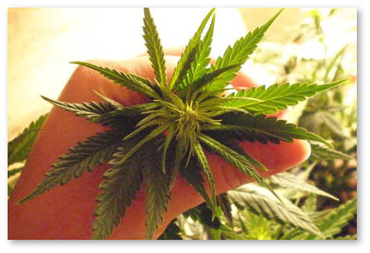 vyrashchivanie marihuany bez stressa