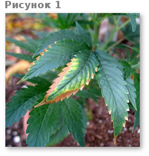 deficit kaliya u konopli