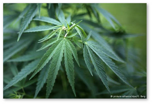 germaniya planiruet legalizaciyu medicinskogo kanabisa
