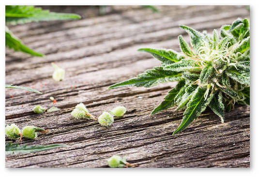 kanada prihodit legalizaciya marihuany