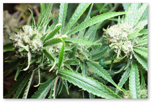 konoplya marihuana fenotipy