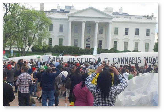 konoplyanye aktivisty priglasheny v belyj dom