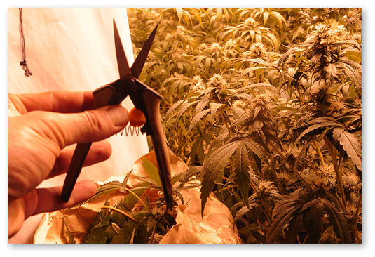 obryvat listya konopli