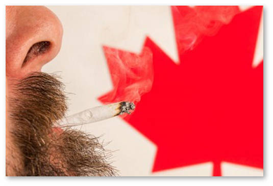 reklama marihuany na televidenii