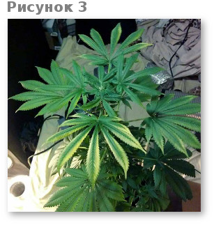 svetovoj stress konopli